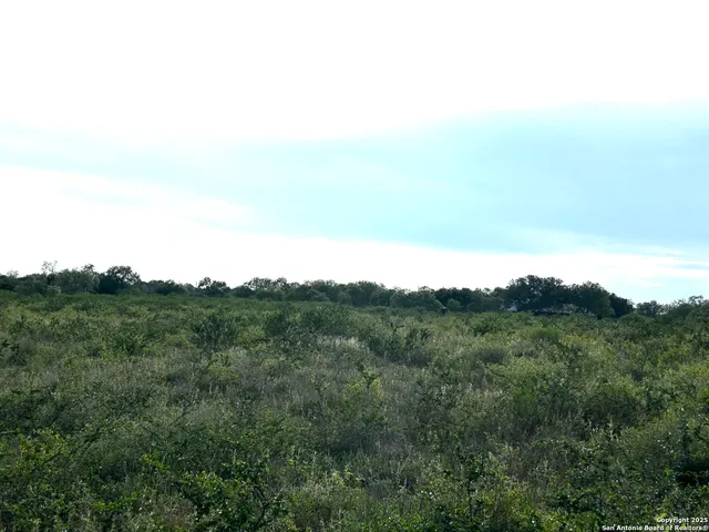 a view of a bunch of trees in a field