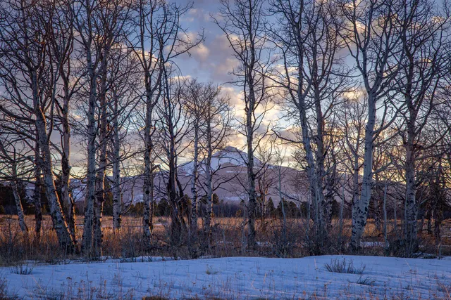 a view of backyard with large trees