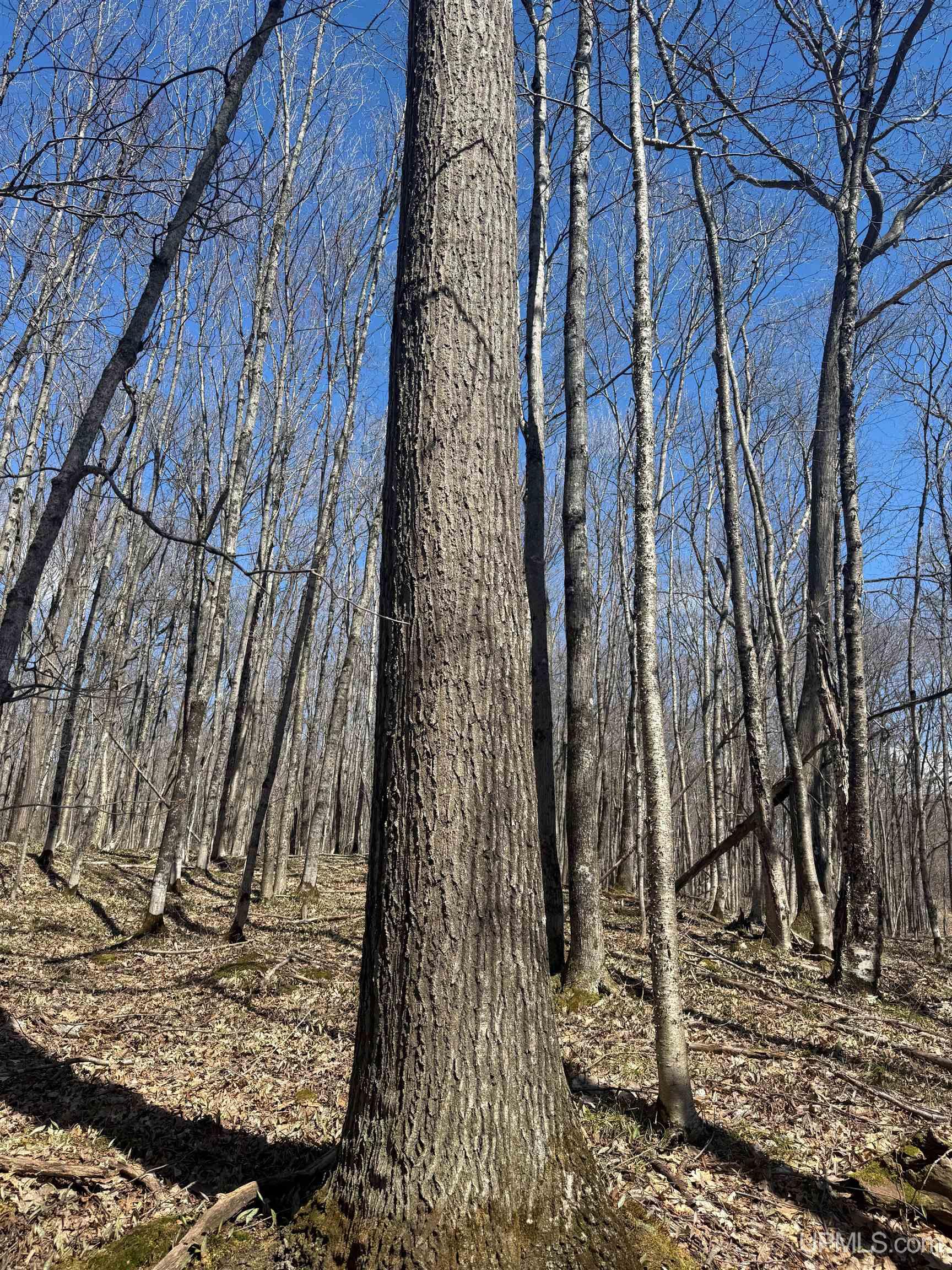 Tbd Victoria Dam Road Rockland, MI 49960 - Photo 17 of 22