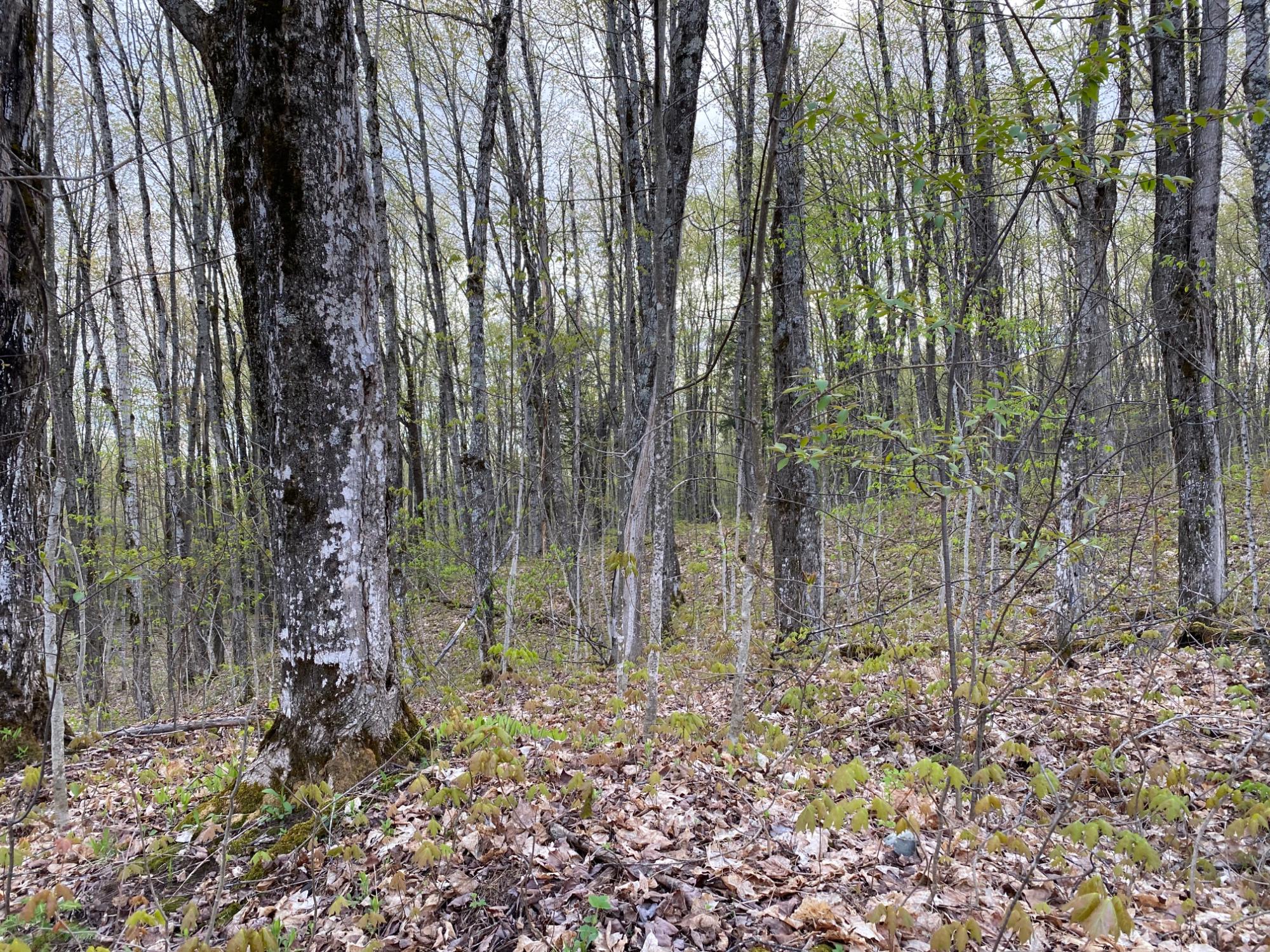 Lot #1 Channel Road Watersmeet, MI 49969 - Photo 14 of 21 Gallery Image 14