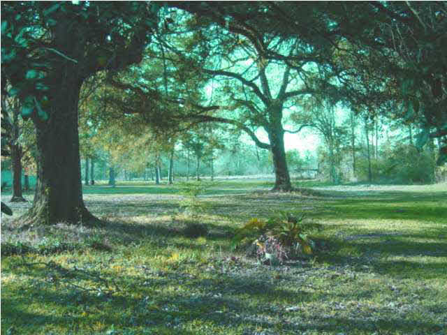 30591 Burgess Road Denham Springs, LA 70726 - Photo 2 of 8 Gallery Image 2