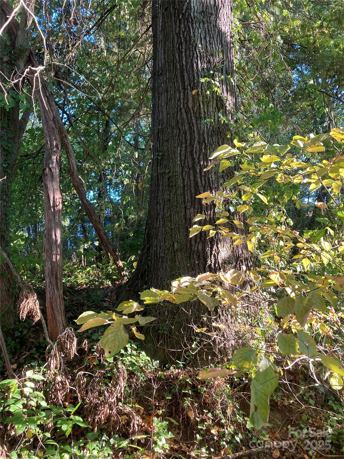 99999 Millbrook Road Asheville, NC 28806 - Photo 11 of 11