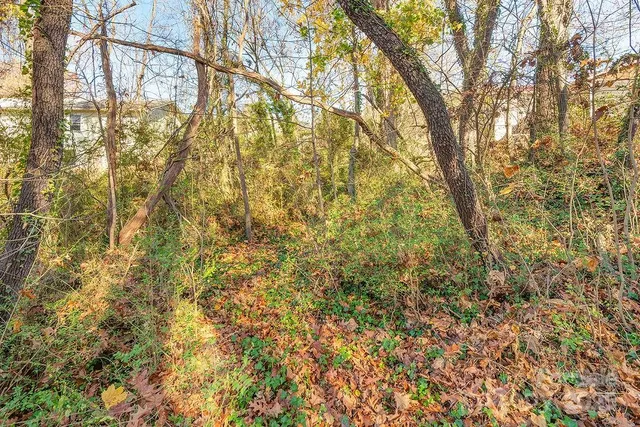a view of a yard with plants and trees