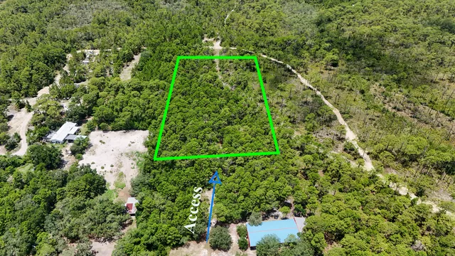 a view of a lush green forest with lots of trees