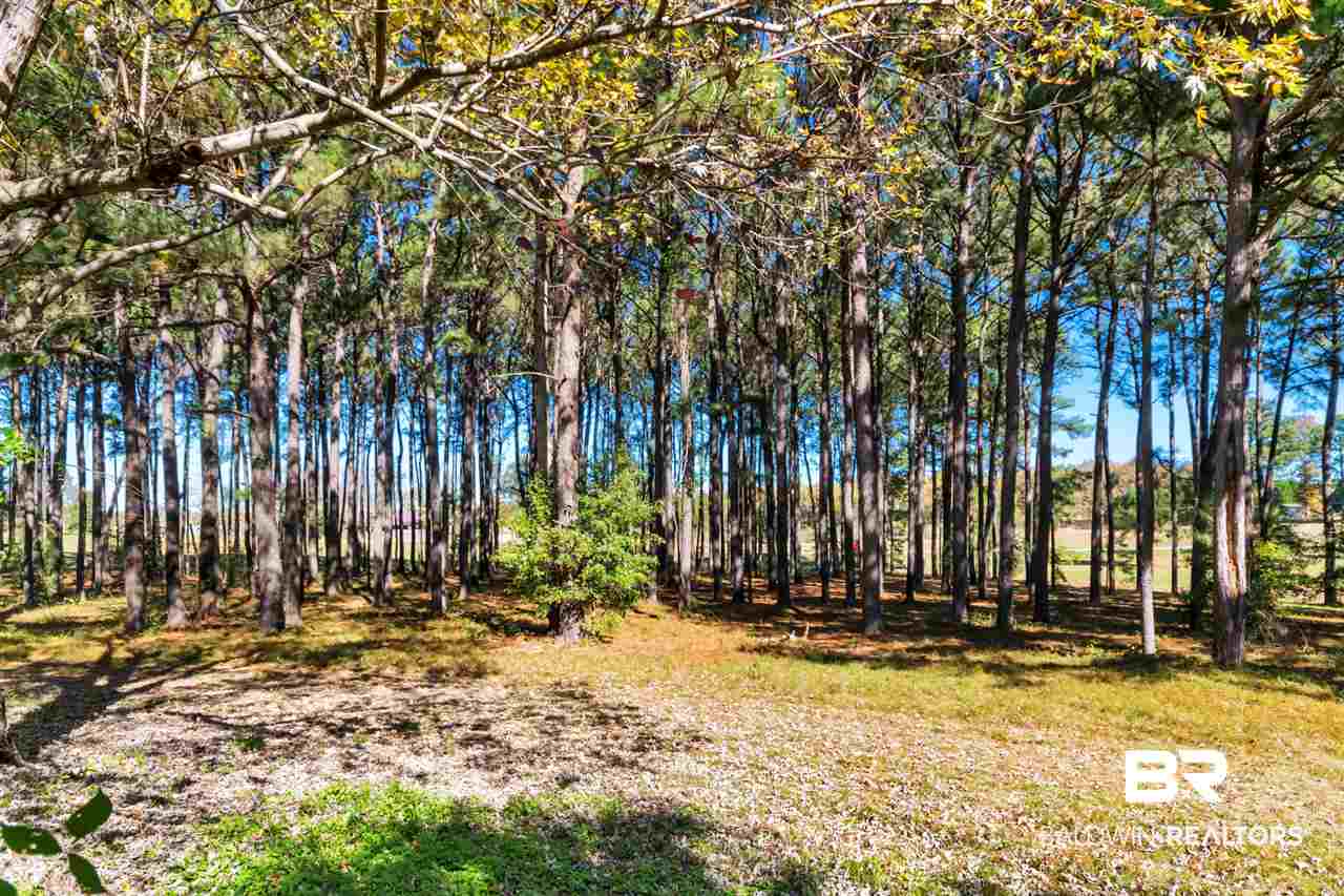 133 Allen Walker Road Grove Hill, AL 36451 - Photo 45 of 46 Thicket Buffer
