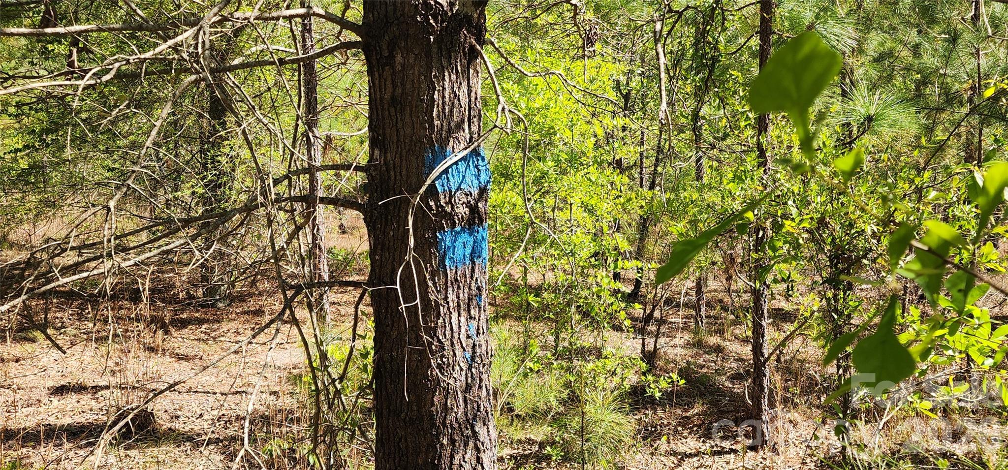 1045 McQueen Road Patrick, SC 29584 - Photo 16 of 32