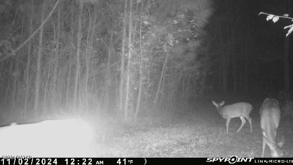 2635 Republican Grove Road Atwood, TN 38220 - Photo 22 of 25 Spypoint_20241122_041439