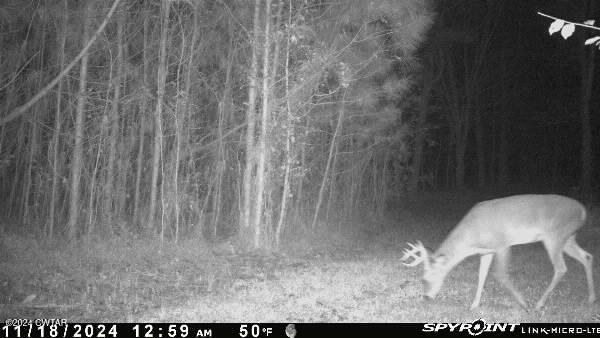 2635 Republican Grove Road Atwood, TN 38220 - Photo 23 of 25 Spypoint_20241122_041453