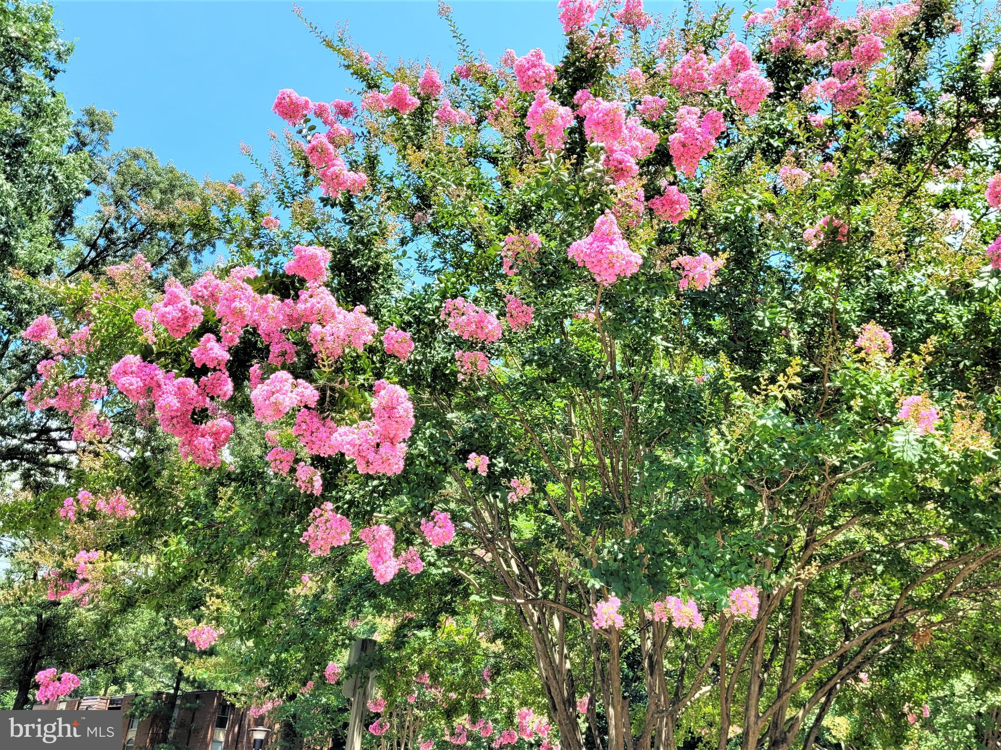 3350 Woodburn Road, Unit T2 Annandale, VA 22003 - Photo 47 of 57 Community Scenery