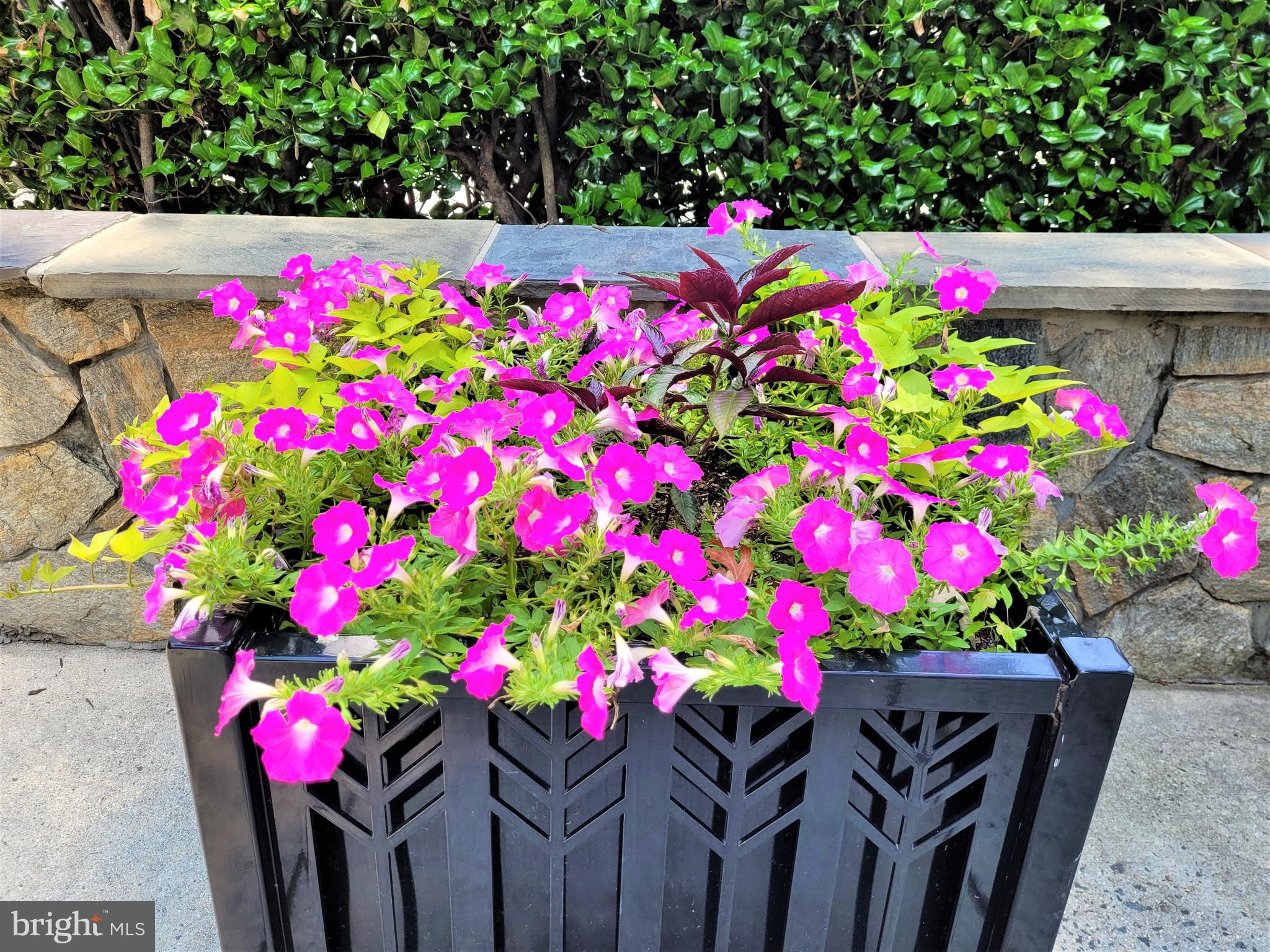 3350 Woodburn Road, Unit T2 Annandale, VA 22003 - Photo 49 of 57 Community Scenery