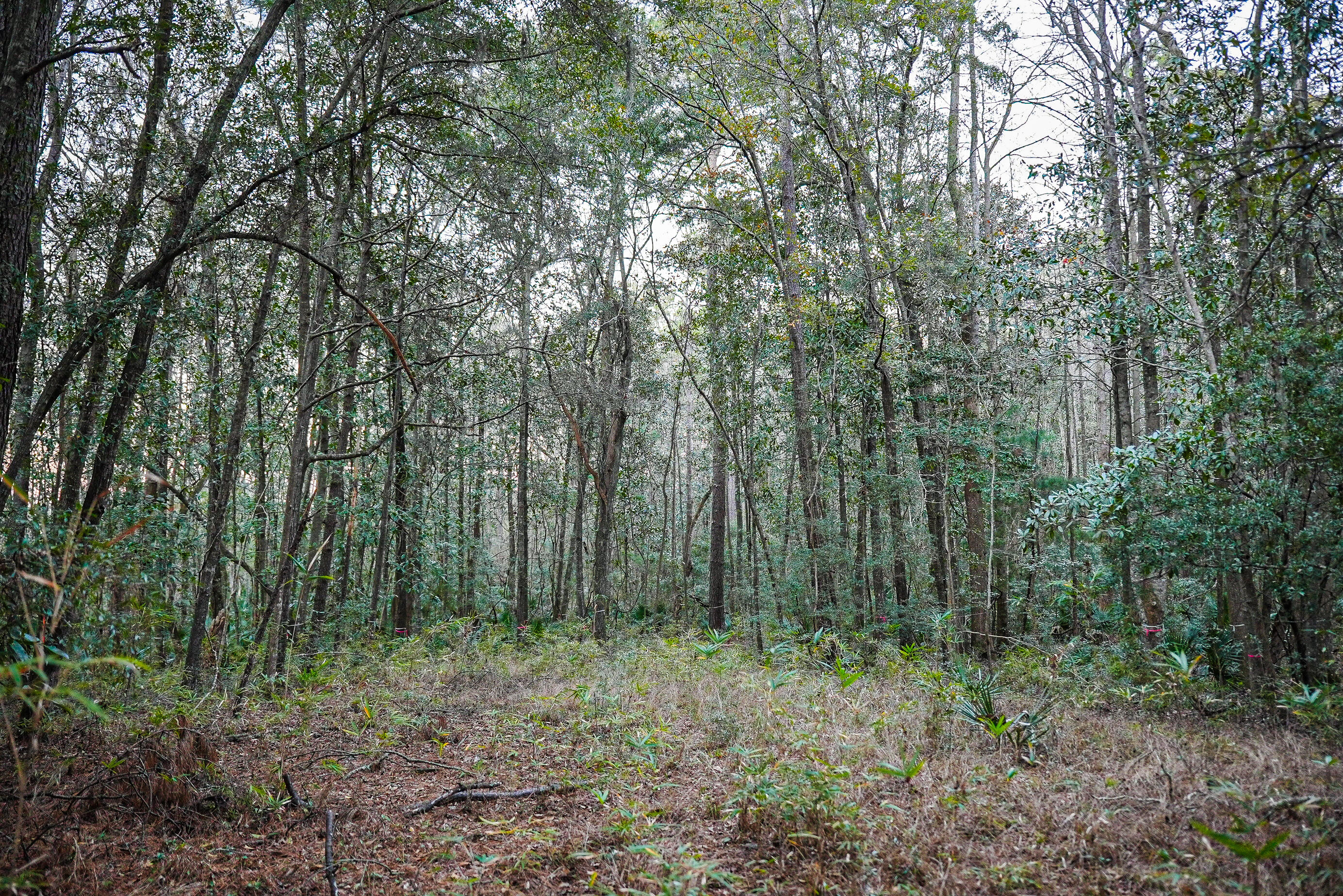 19 Middleton Oaks Road Charleston, SC 29414 - Photo 21 of 56 AUSTINMARVELS.COM-02201