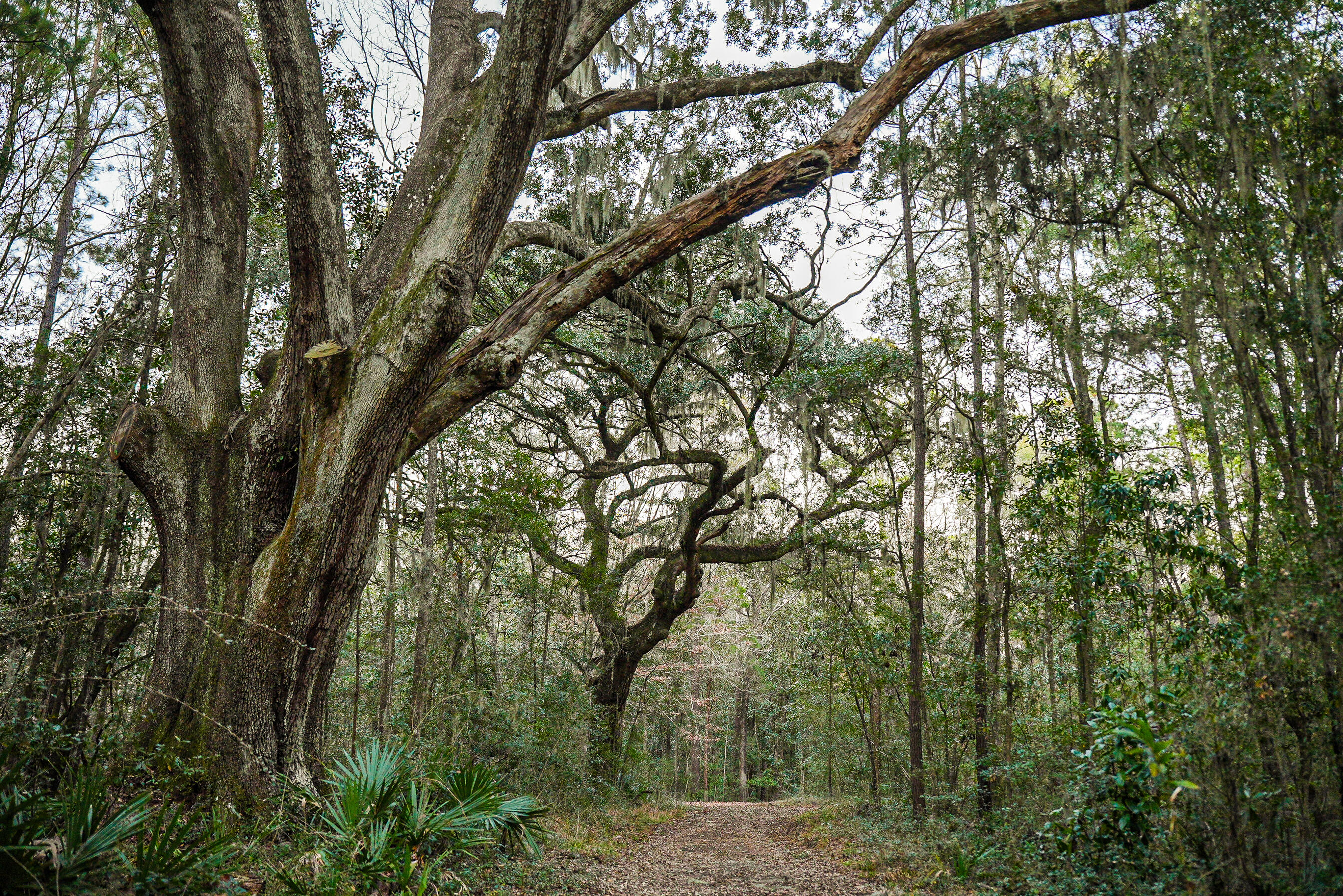 19 Middleton Oaks Road Charleston, SC 29414 - Photo 22 of 56 AUSTINMARVELS.COM-02204