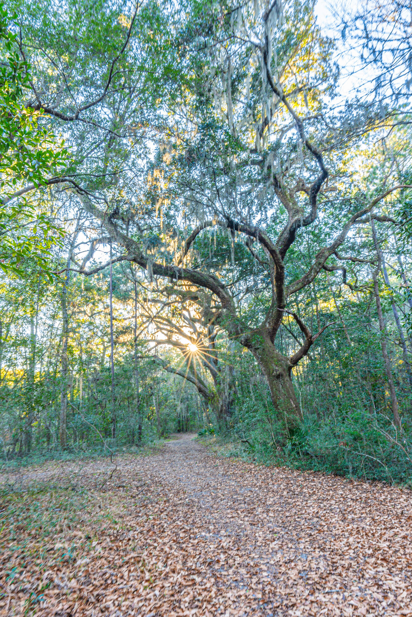 19 Middleton Oaks Road Charleston, SC 29414 - Photo 24 of 56 AUSTINMARVELS.COM-02246