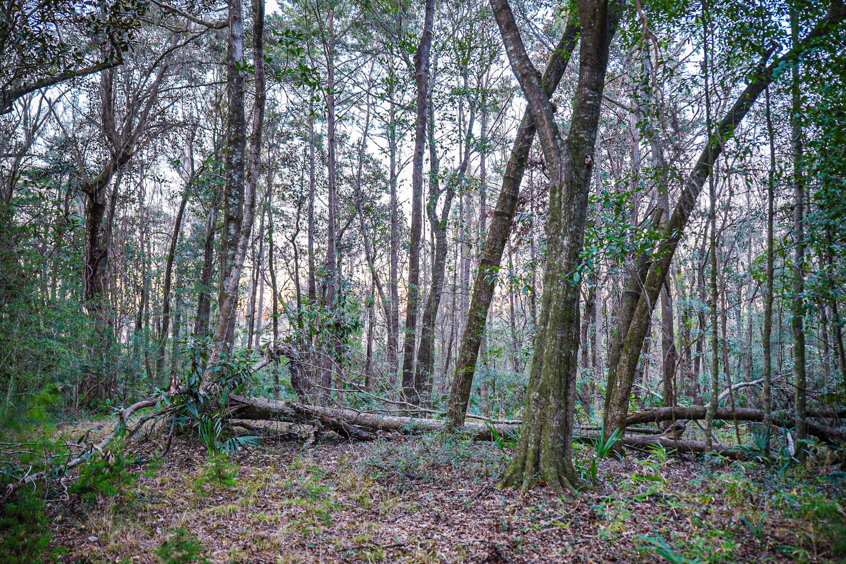 19 Middleton Oaks Road Charleston, SC 29414 - Photo 33 of 56 AUSTINMARVELS.COM-02167