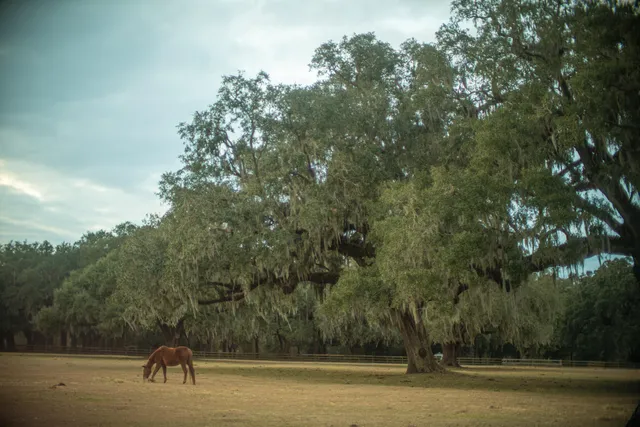 $949,000 | 19 Middleton Oaks Road, Charleston, SC 29414