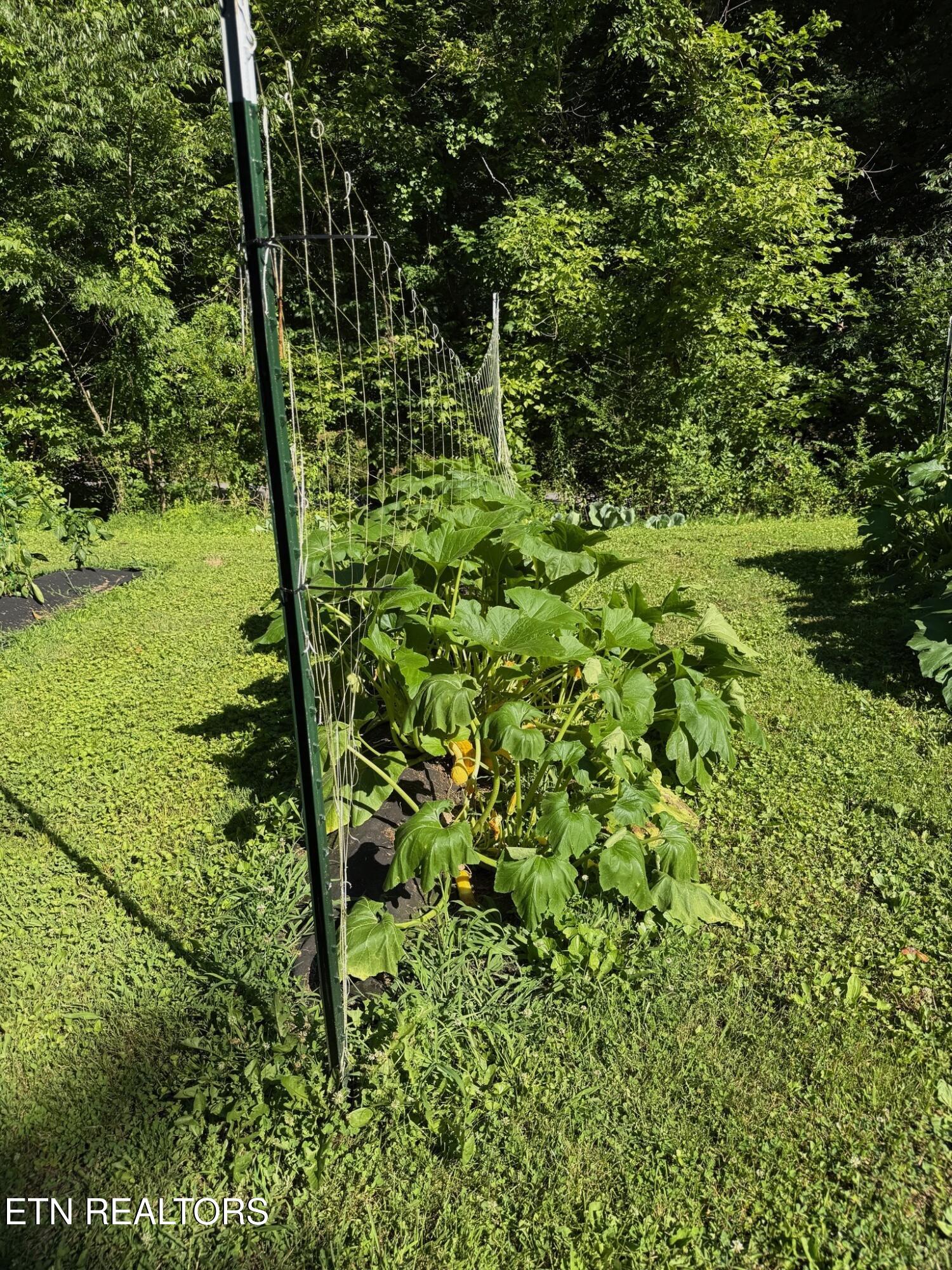 355 Lone Mountain Road Andersonville, TN 37705 - Photo 39 of 45 Garden