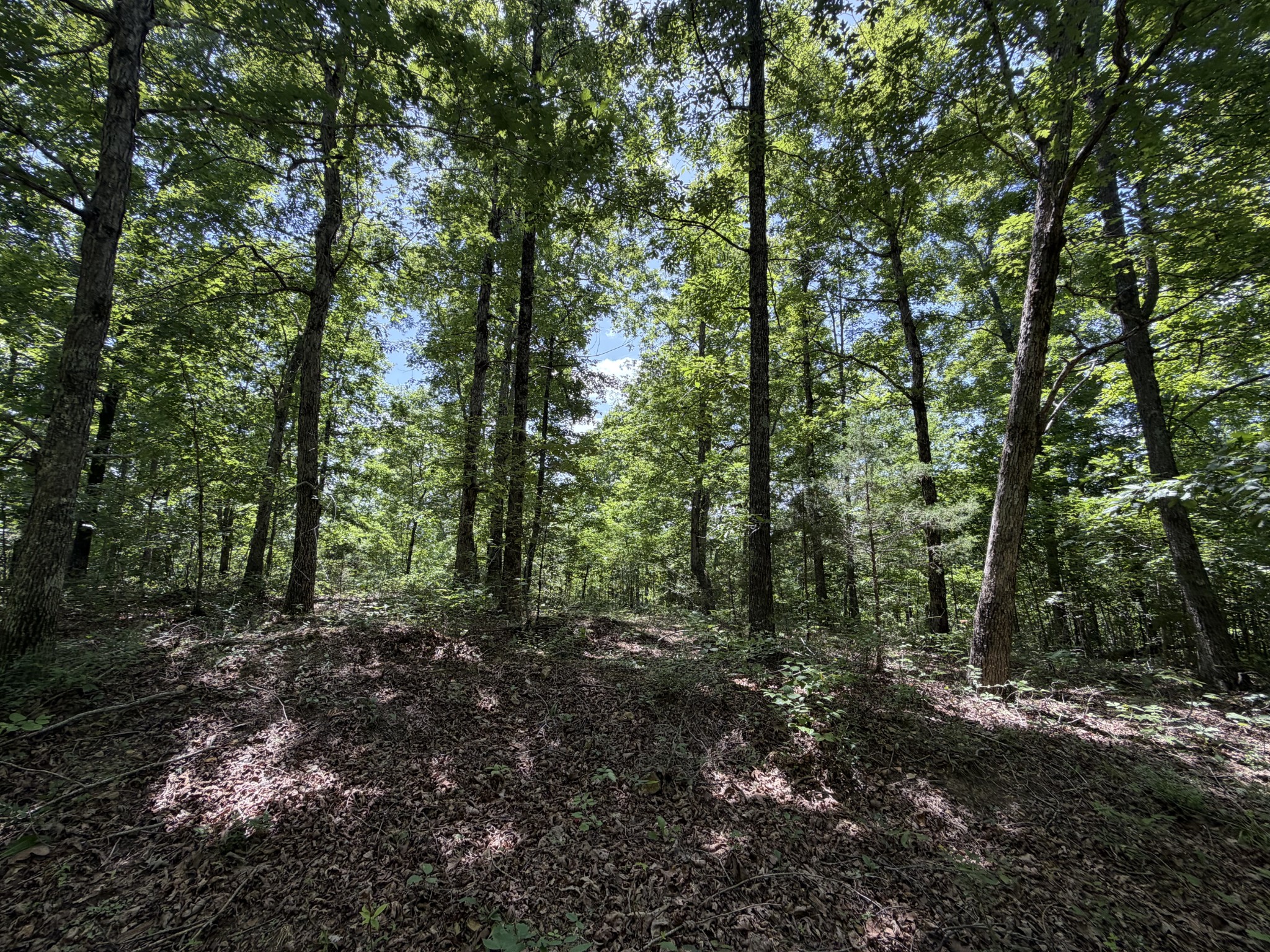 215 Bar Bee Road Hohenwald, TN 38462 - Photo 36 of 51