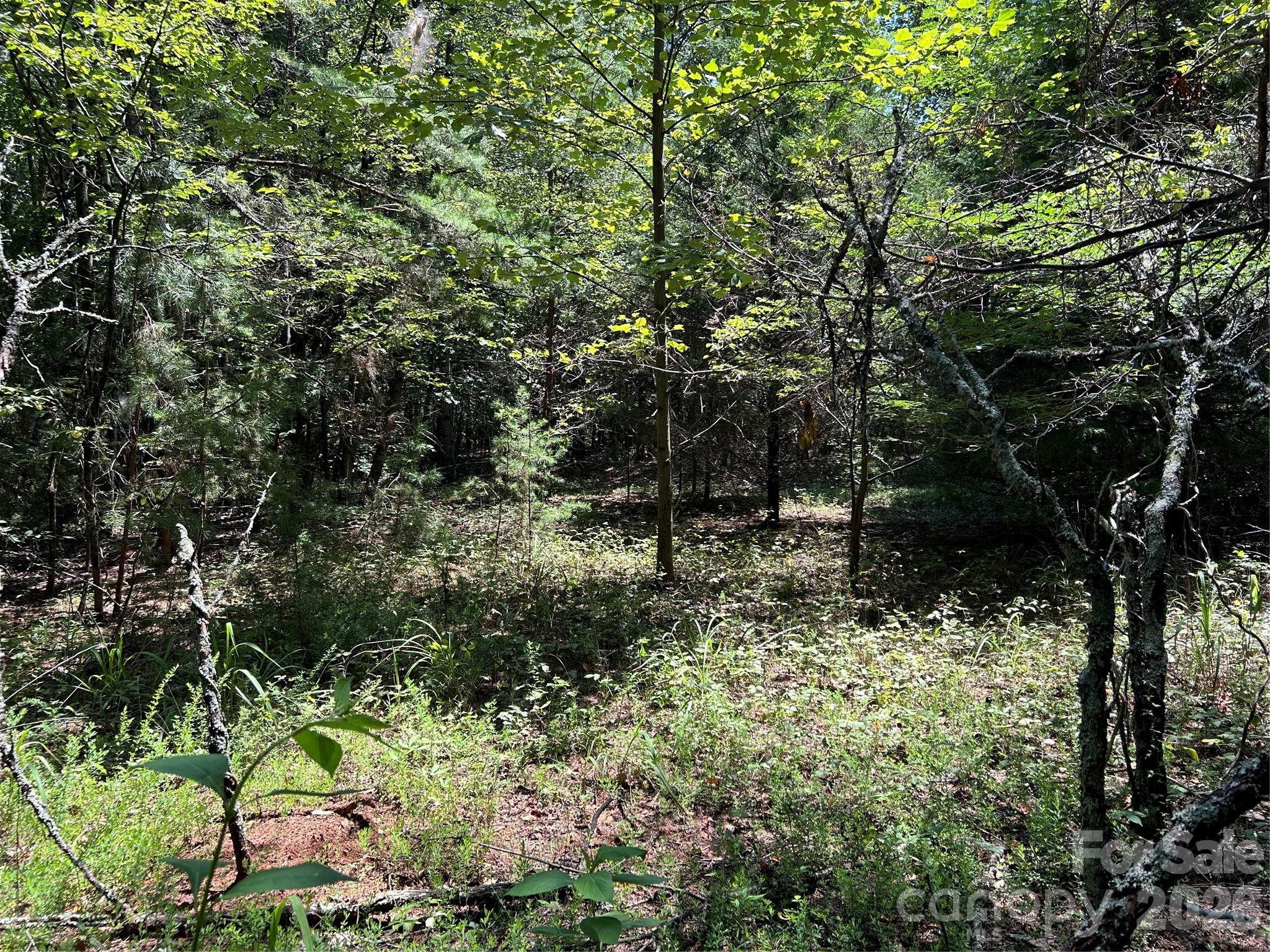 0 Gilbert Road Vale, NC 28168 - Photo 6 of 8 a view of a forest with trees in the background