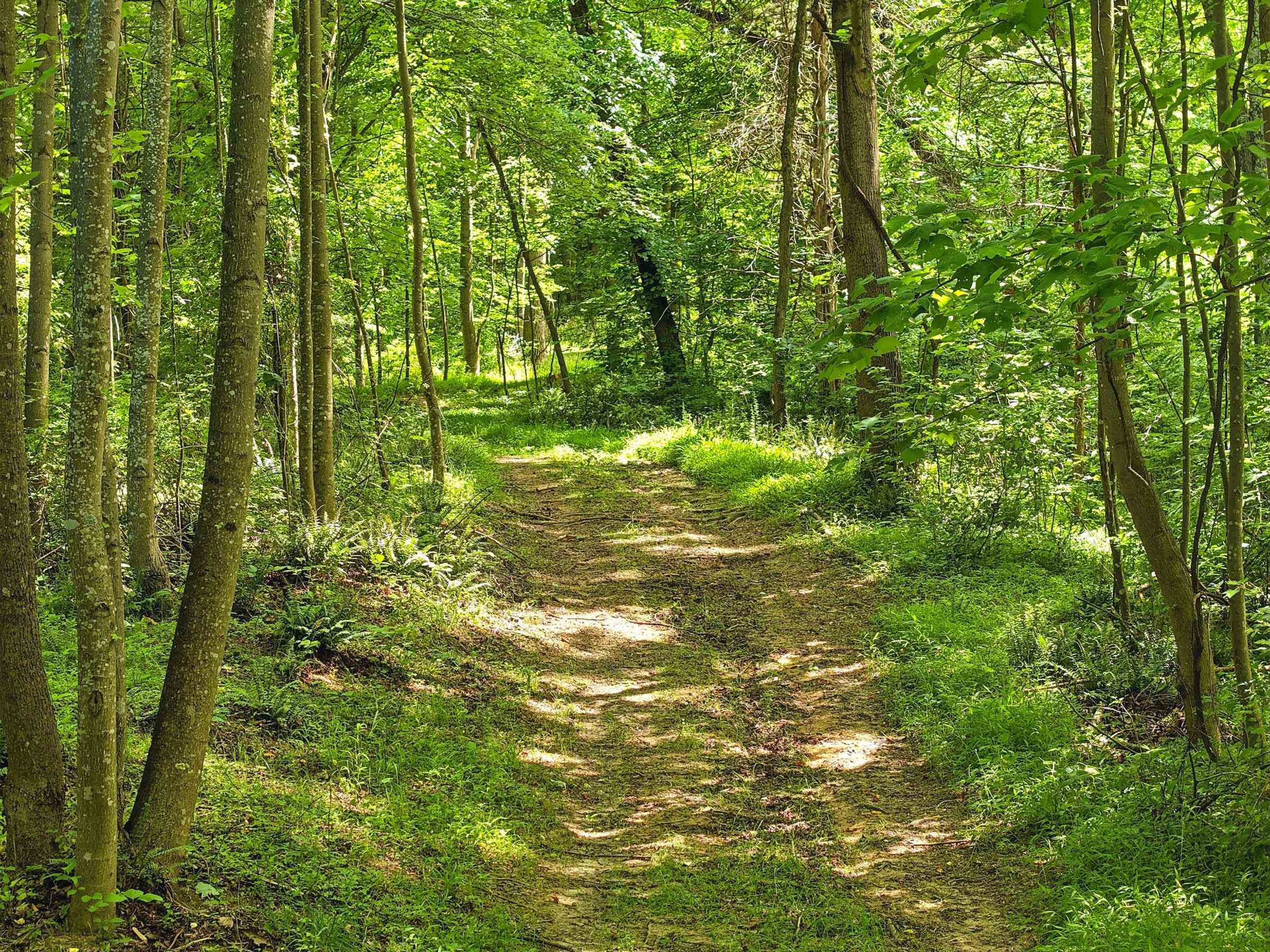 Jordan Hollow Road Stanley, VA 22851 - Photo 5 of 26 Trail around/across property