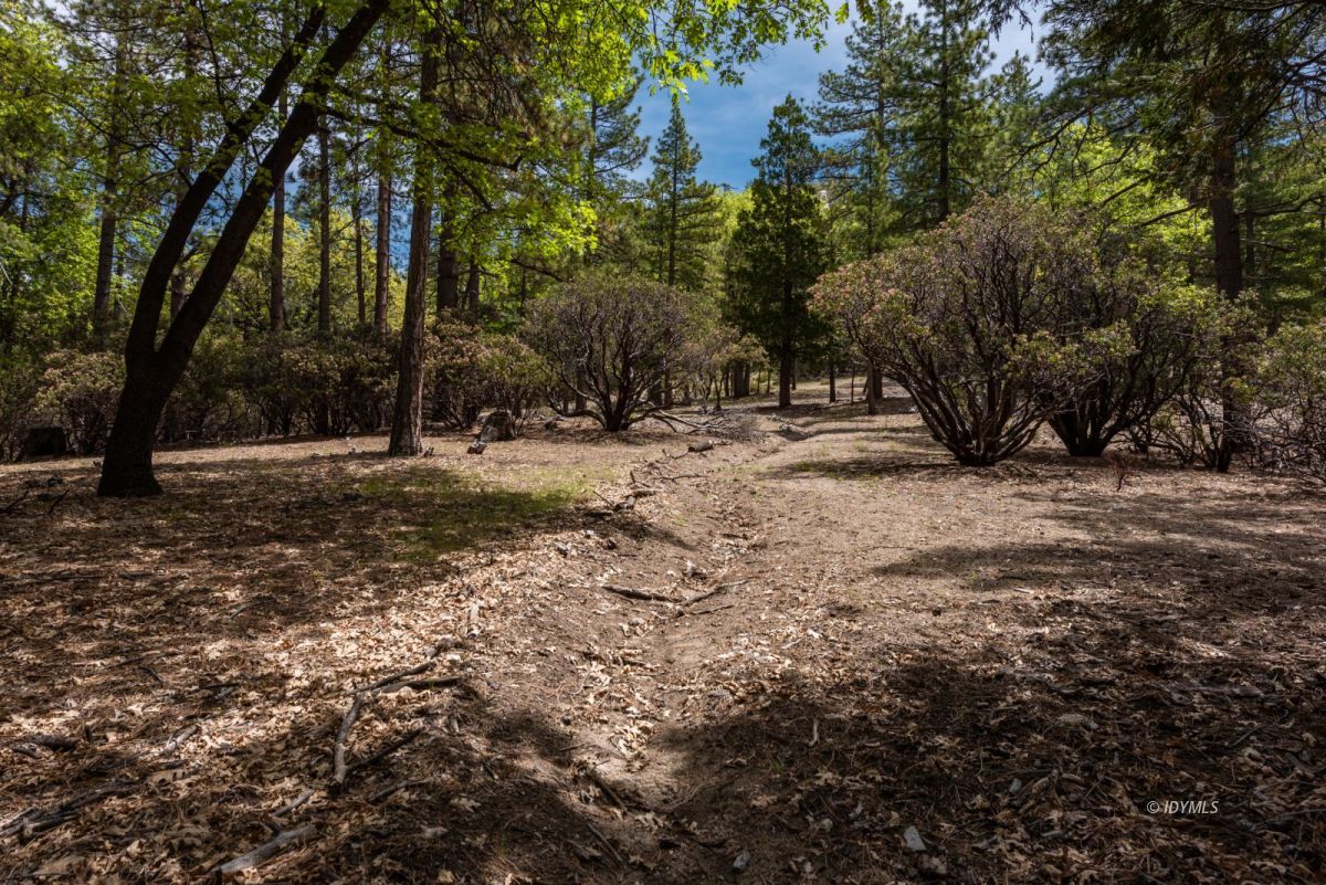 27140 Saunders Meadow Road Idyllwild, CA 92549 - Photo 18 of 25 a view of dirt yard with a large tree
