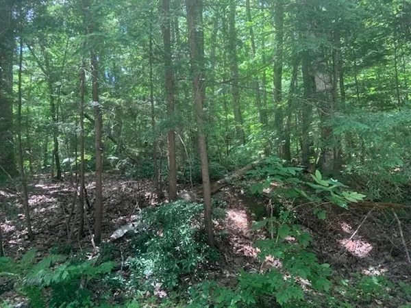 a view of a forest with trees and bushes