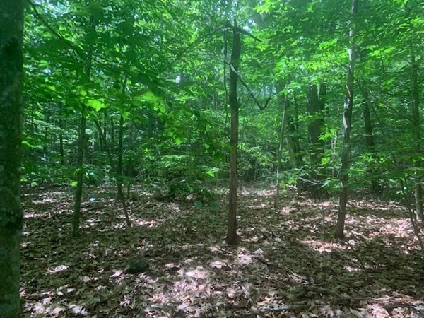 0 Lion Hill Road Otis, MA 01253 - Photo 14 of 18