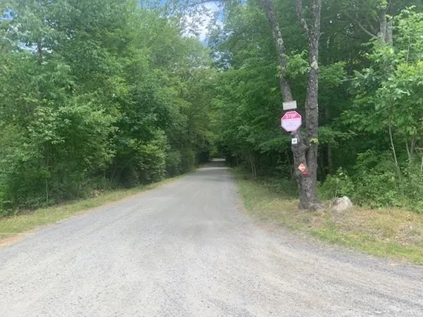 a view of a trees with a tree