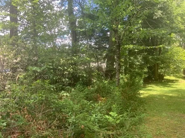 a view of a tree with a tree