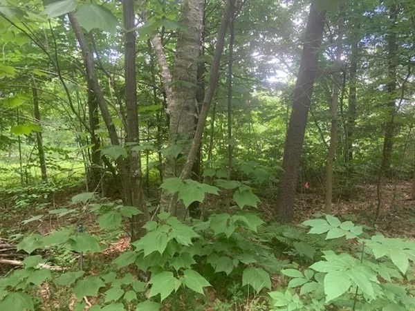 a view of a forest with trees