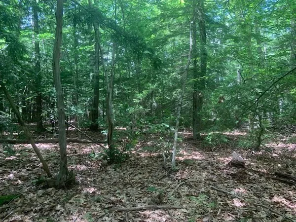 a view of a forest with trees