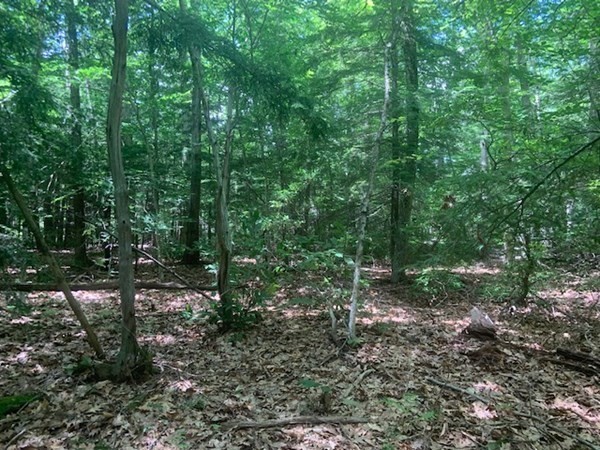 0 Lion Hill Road Otis, MA 01253 - Photo 10 of 18