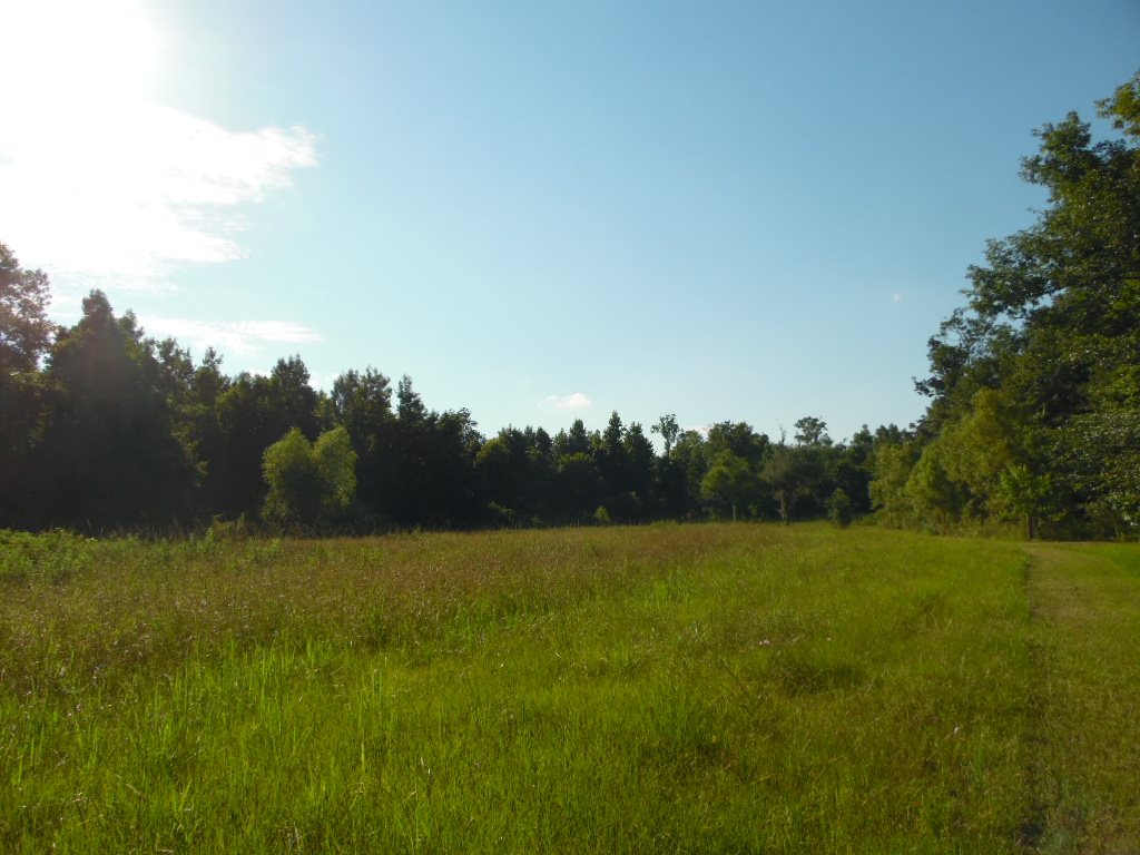 699 Vista Road Monticello, FL 32344 - Photo 5 of 36 Gallery Image 5