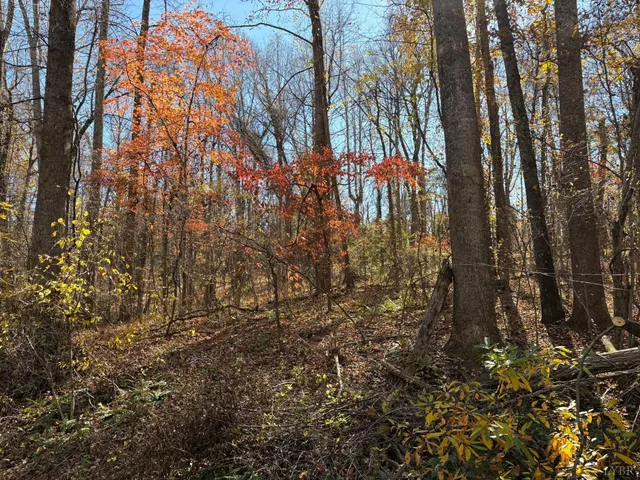 a view of a yard with a tree
