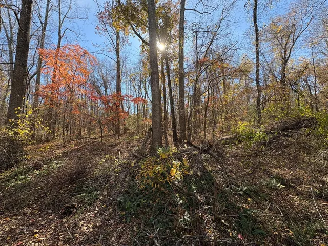 a view of a yard with trees
