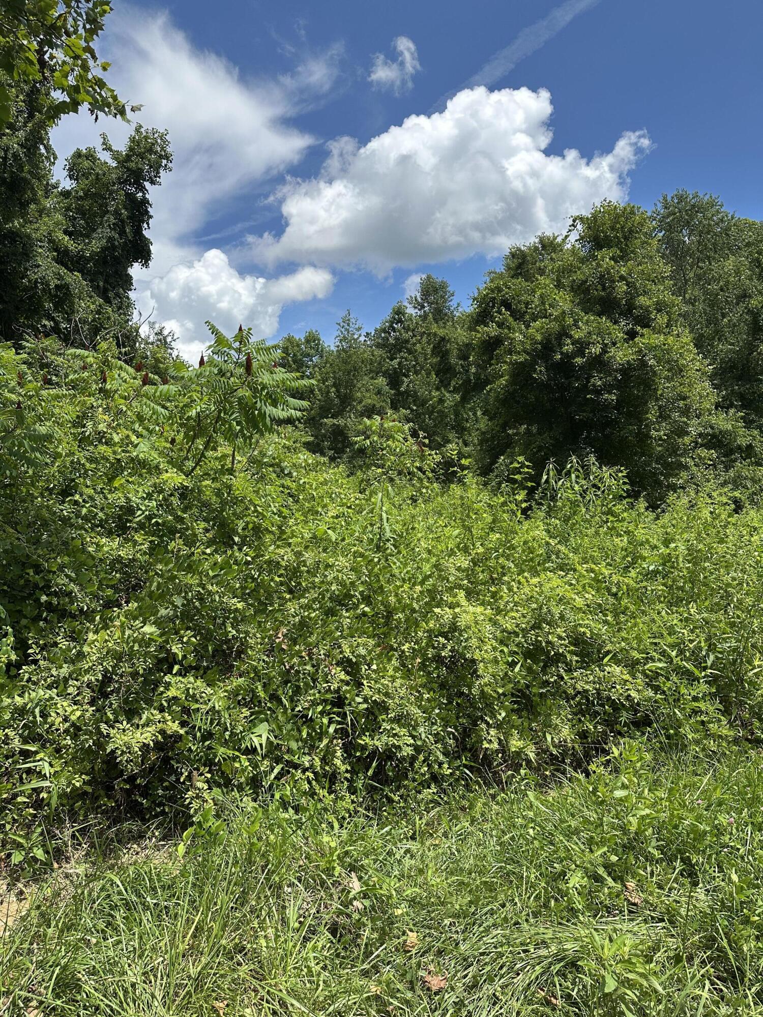 20-ac Little Rock Creek Road Strunk, KY 42649 - Photo 3 of 5 IMG_6587