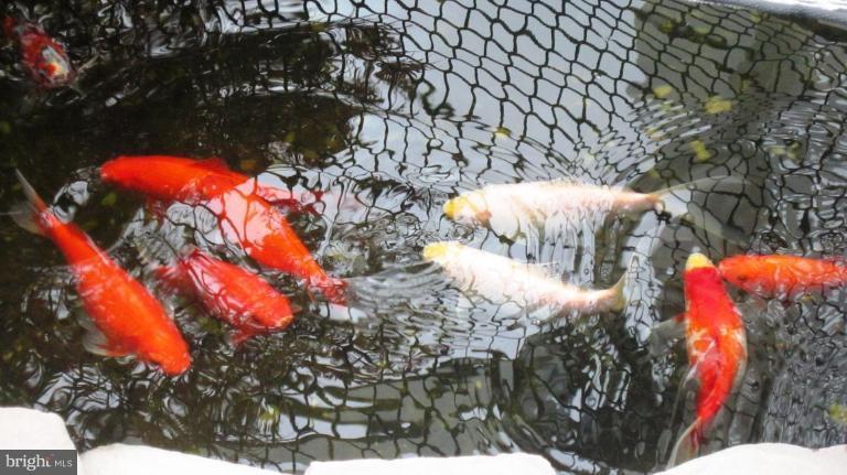 42751 Middle Ridge Place Broadlands, VA 20148 - Photo 29 of 30 Koi Pond in the Rear Yard