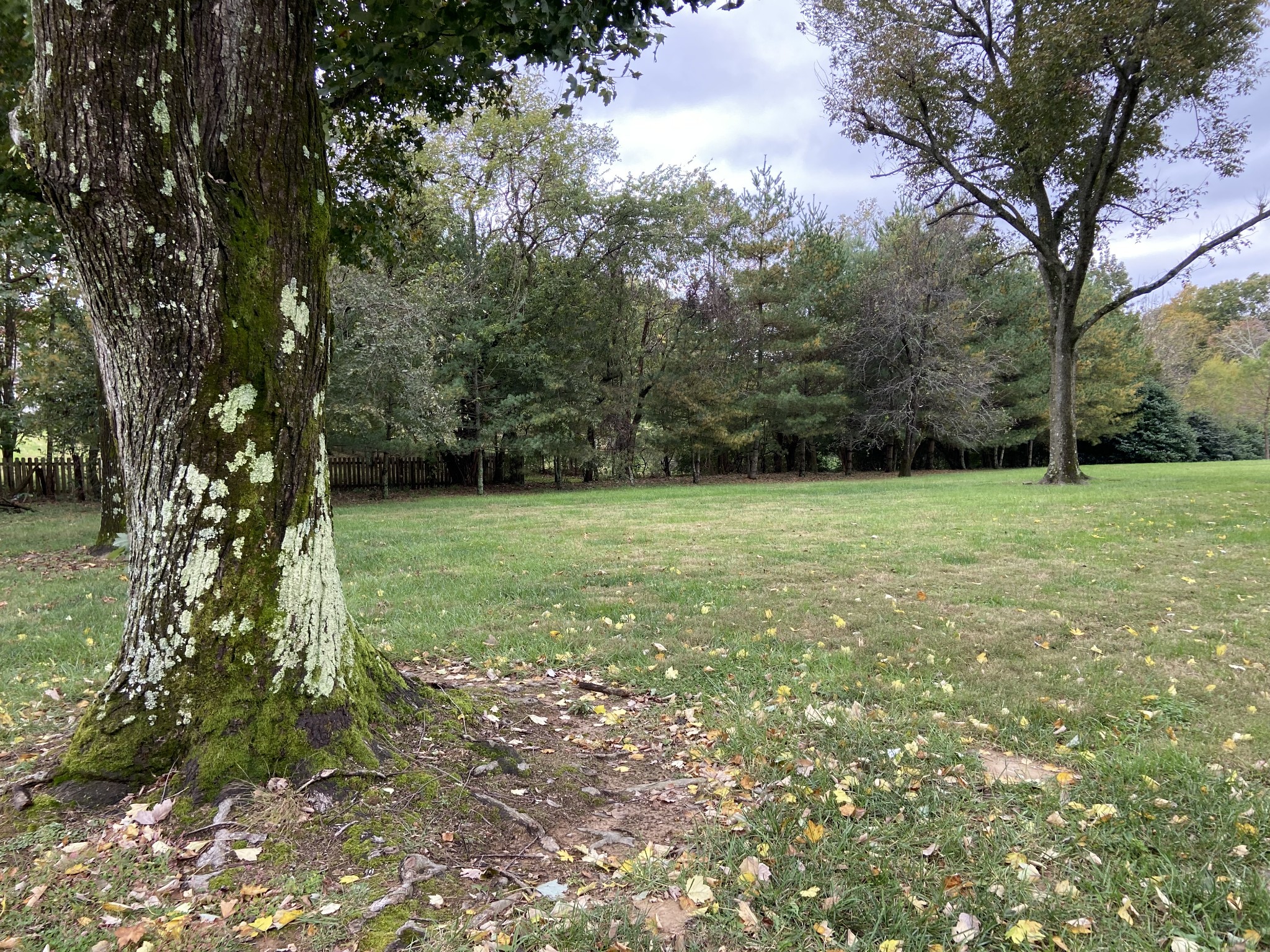 433 Bryan Road Clarksville, TN 37043 - Photo 14 of 15 a view of a trees with a yard