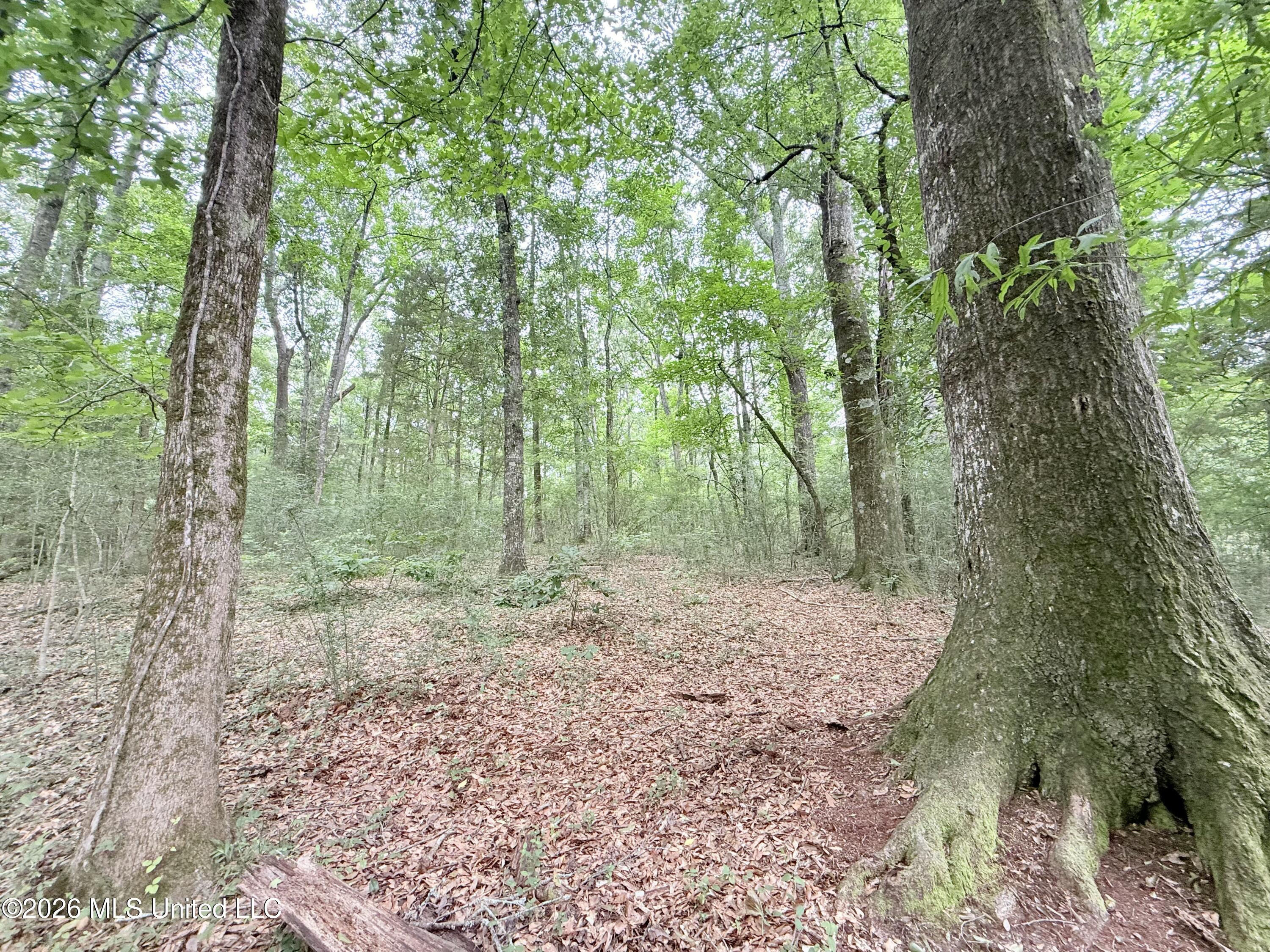 1015 Highway 51 Summit, MS 39666 - Photo 19 of 32 IMG_6644