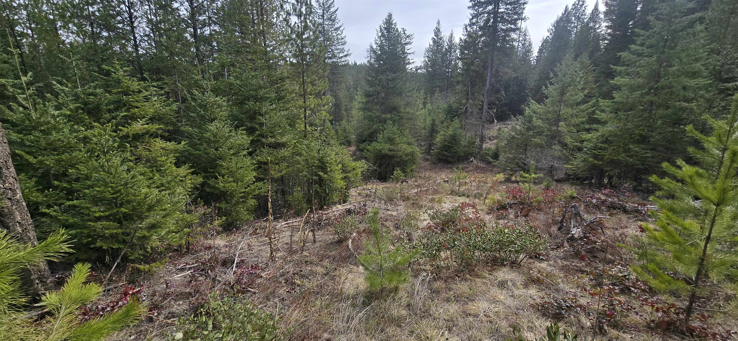 4910 Getna Way Springdale, WA 99173 - Photo 11 of 28