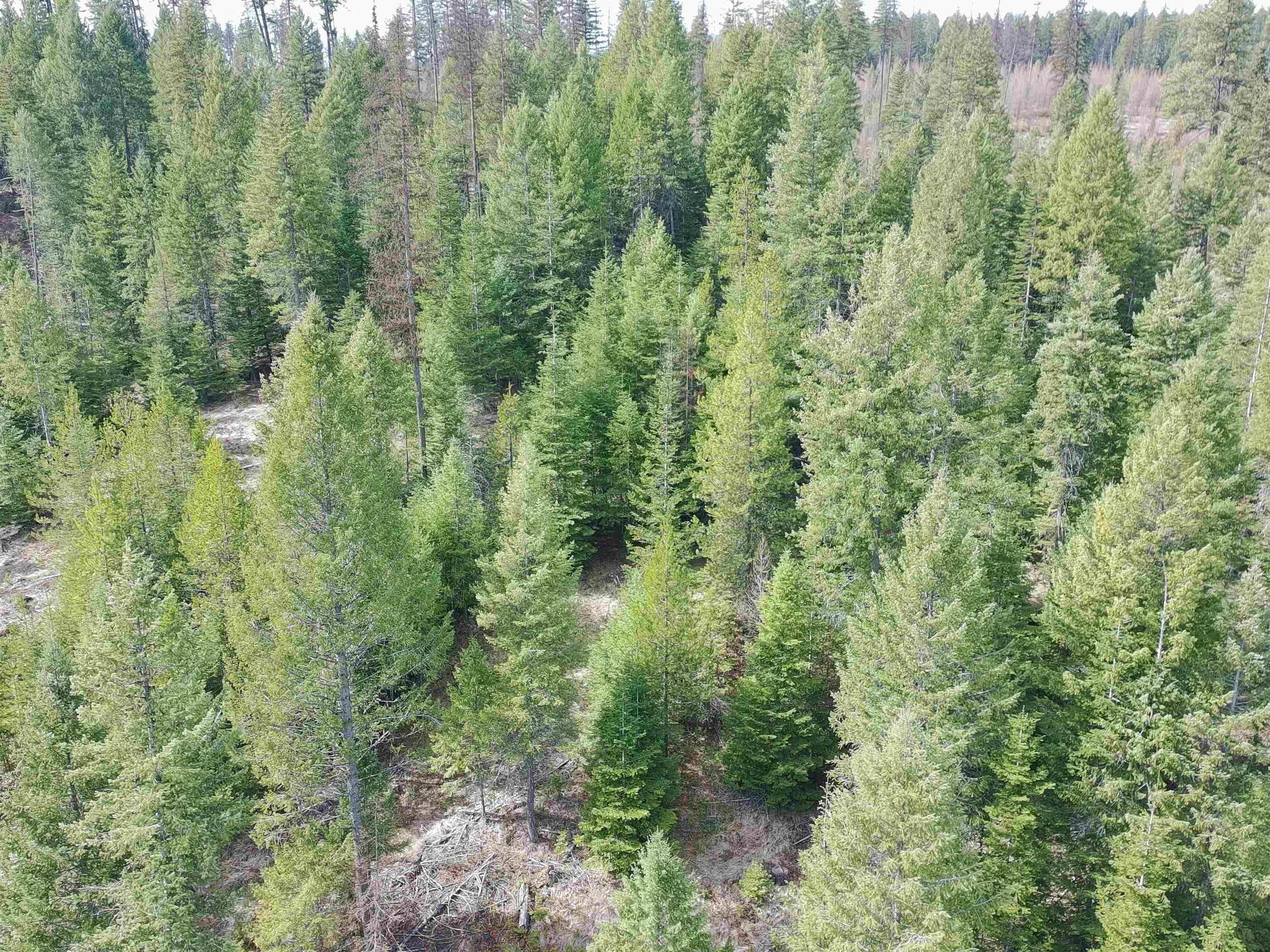 4910 Getna Way Springdale, WA 99173 - Photo 12 of 28
