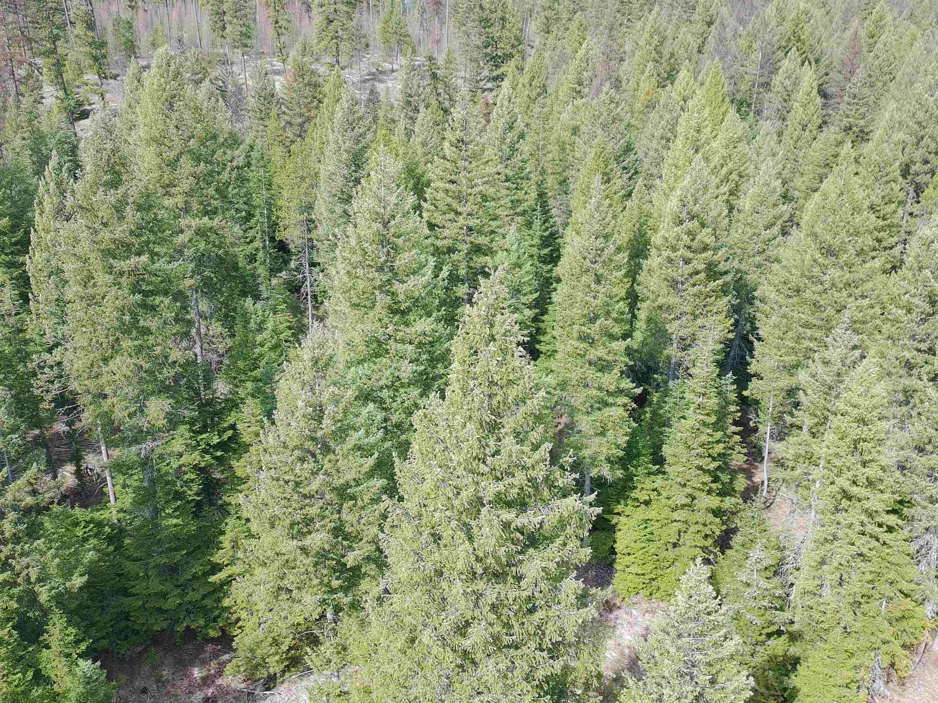 4910 Getna Way Springdale, WA 99173 - Photo 4 of 28