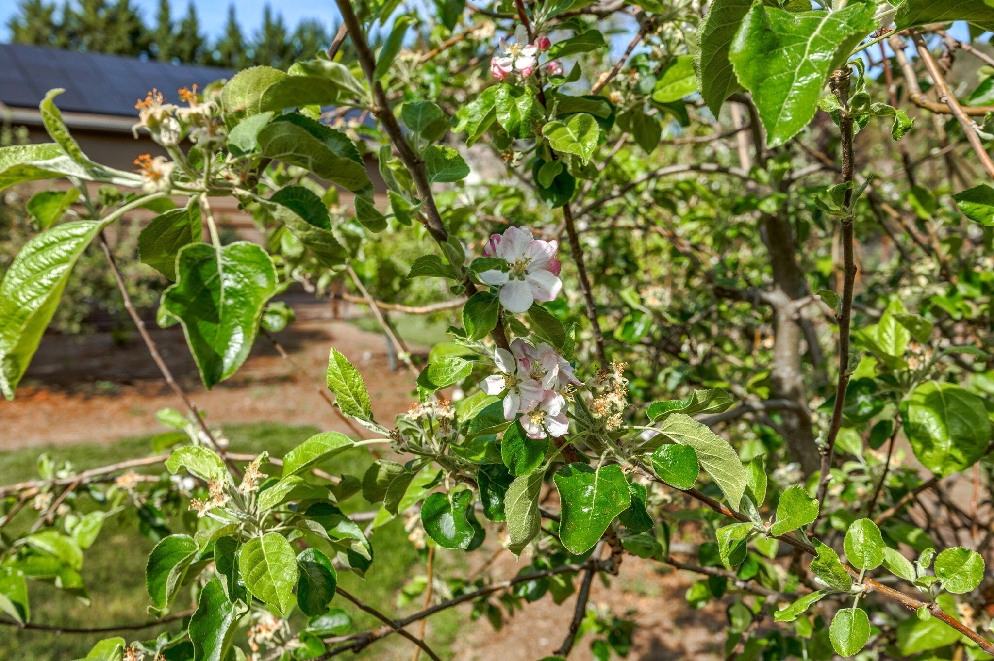 343 Rene Drive Shady Cove, OR 97539 - Photo 70 of 152 Orchard with Fruit Trees