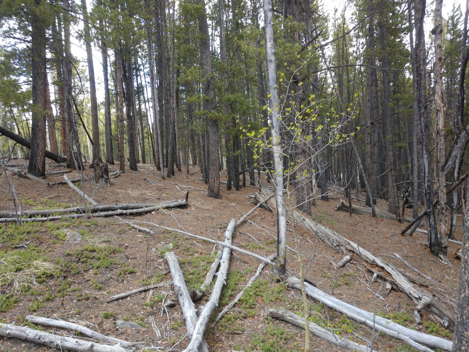 317 Skidoo Road Fairplay, CO 80440 - Photo 17 of 31 Gallery Image 17