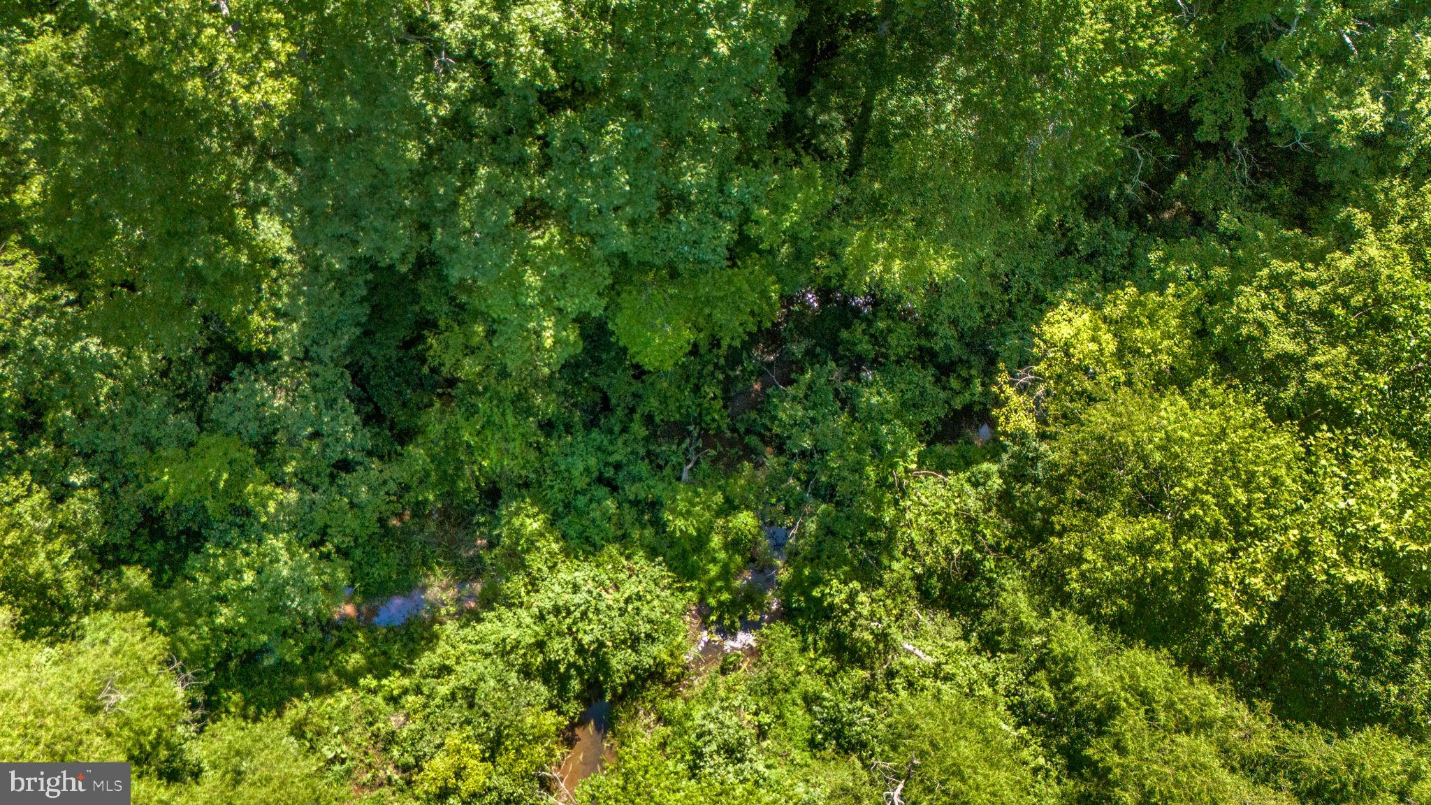 3485 Tabscott Road Columbia, VA 23038 - Photo 28 of 40 a view of a lush green forest