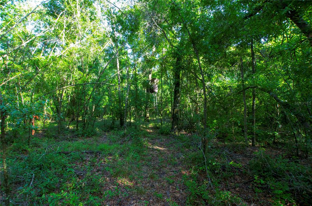18233 185th Road Live Oak, FL 32060 - Photo 75 of 99 a big yard with lots of green space and deers