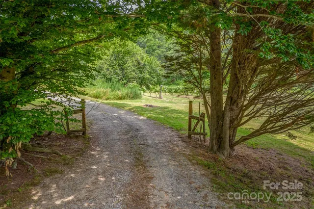 a view of a yard with plants and large trees
