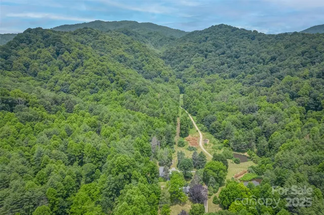 a view of a lush green forest with a mountain