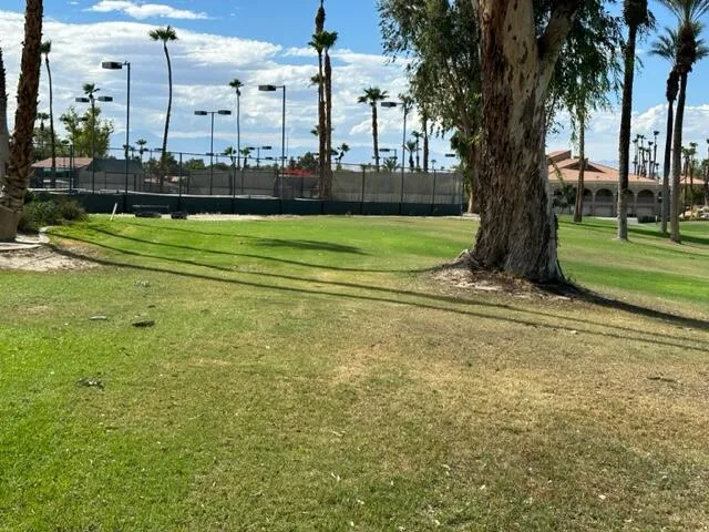 a view of a yard with a large trees