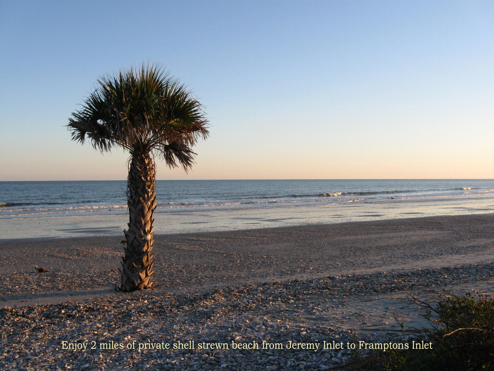 7634 Legare Road Edisto Island, SC 29438 - Photo 8 of 72 Palm tree on beach at sunset