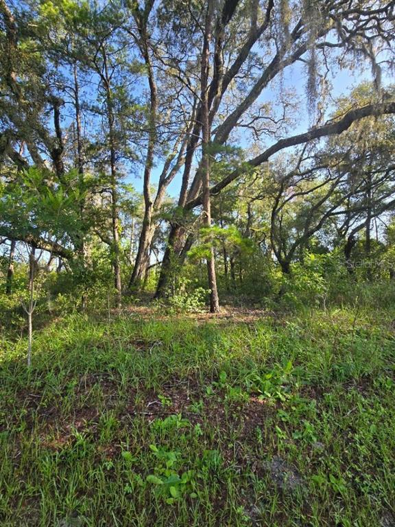 13603 Gopher Pond Court Hudson, FL 34669 - Photo 2 of 4 a view of yard